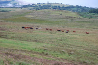North Barrule Fell Race 2008